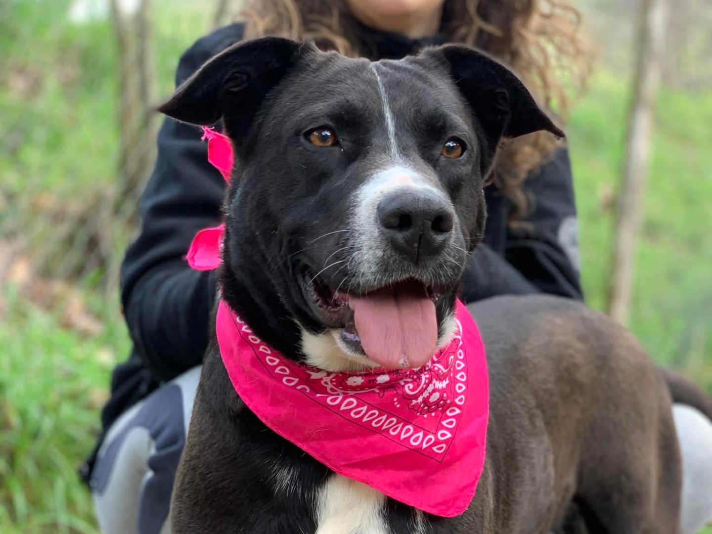 Adotta un cane, femmina, 2 anni e 5 mesi, Latina
