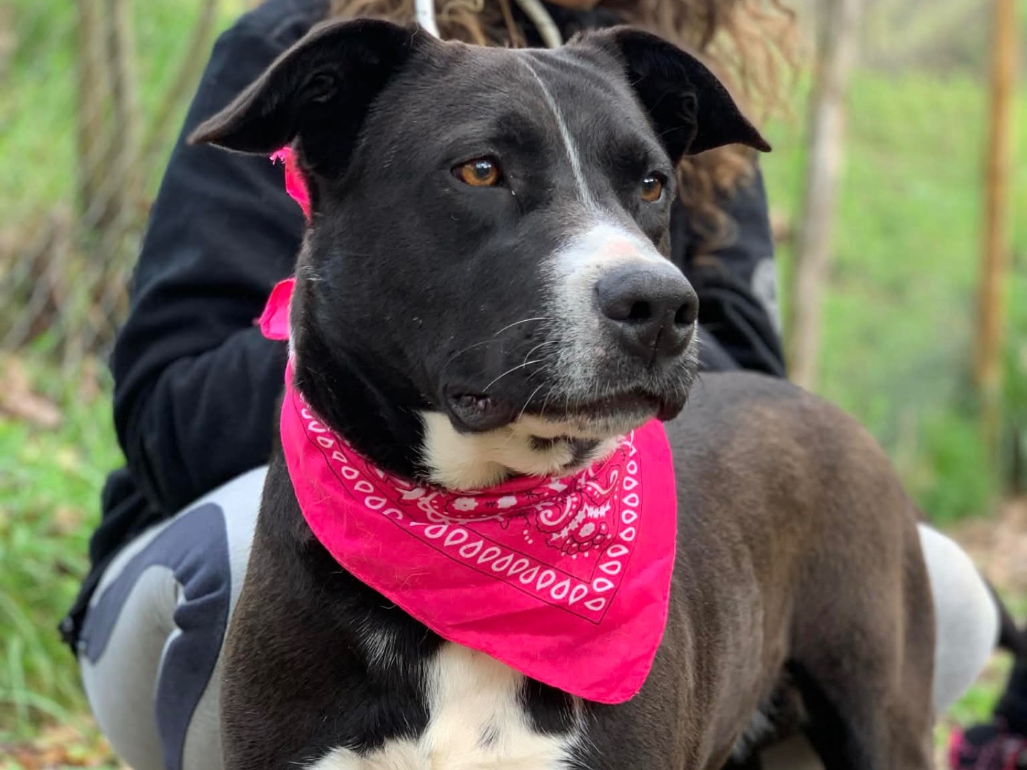 Adotta il cane Lara a Latina