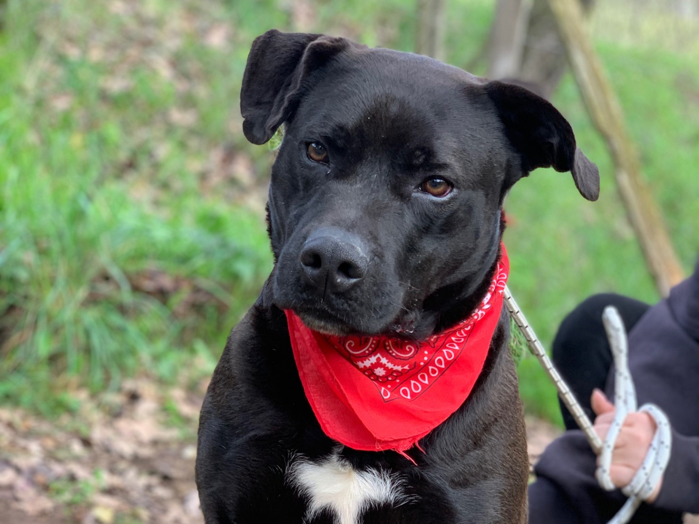 Adozione cane, maschio, Razza sconosciuta Razza sconosciuta, 4 anni e 1 mese, taglia grande, Latina