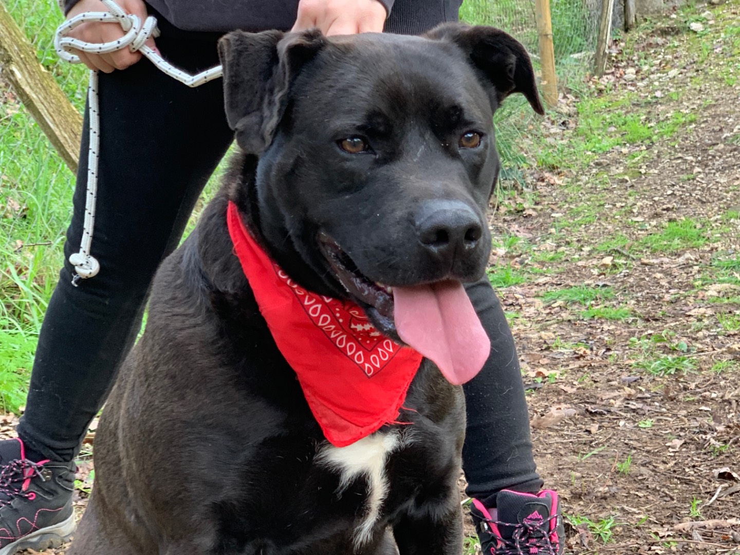 Adotta un cane, maschio, 4 anni e 1 mese, Latina