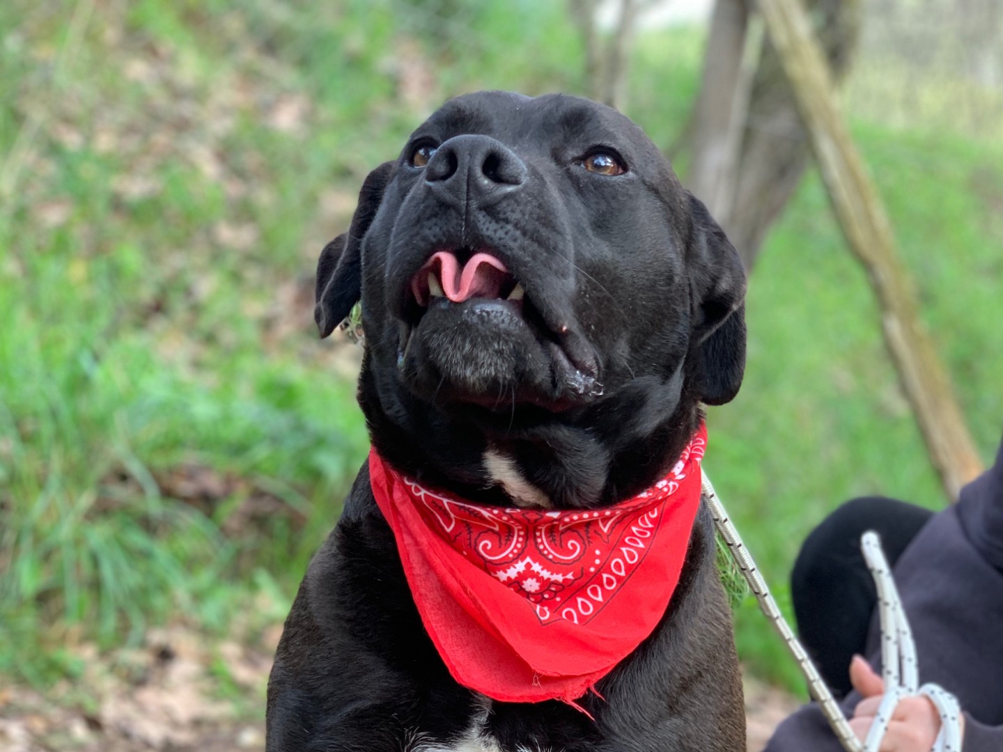Adotta il cane Rascal  a Latina