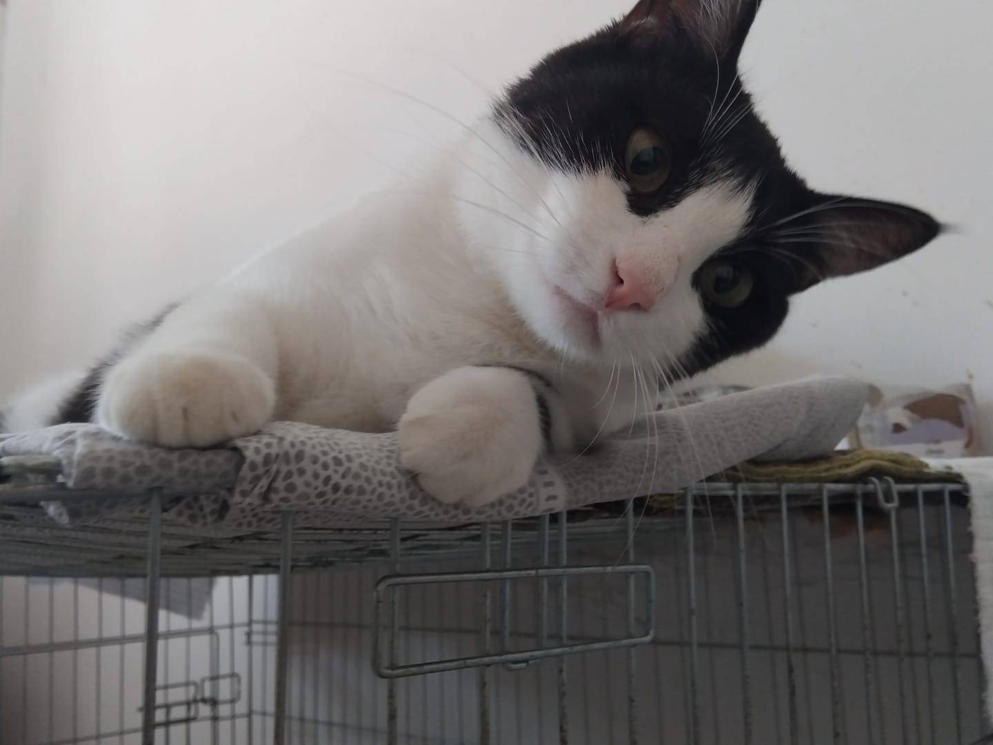 Adotta un gatto, taglia non valida, femmina, Milano
