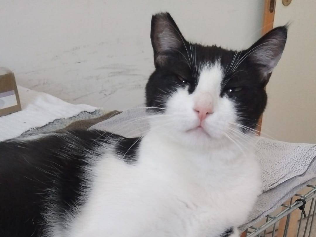 Vuoi adottare un gatto a Milano?