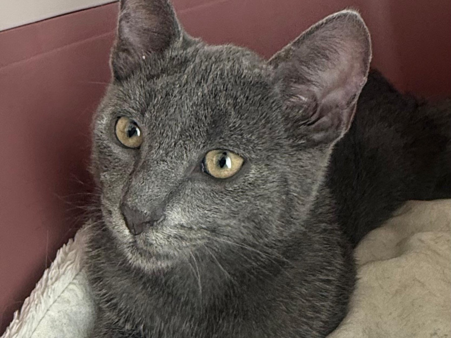 Vuoi adottare un gatto a Teramo?