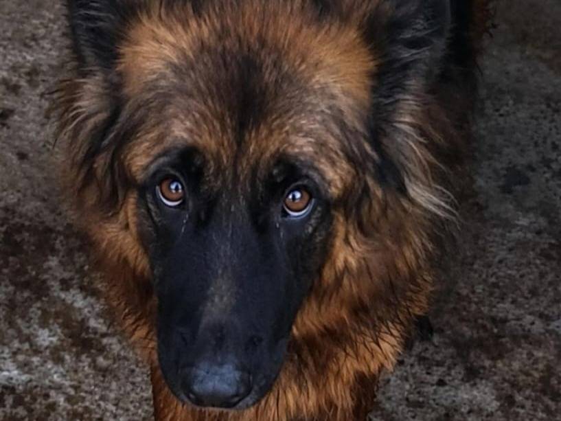 Adozione cane, femmina, Pastore tedesco Razza sconosciuta, 4 anni e 2 mesi, taglia grande, Cuneo