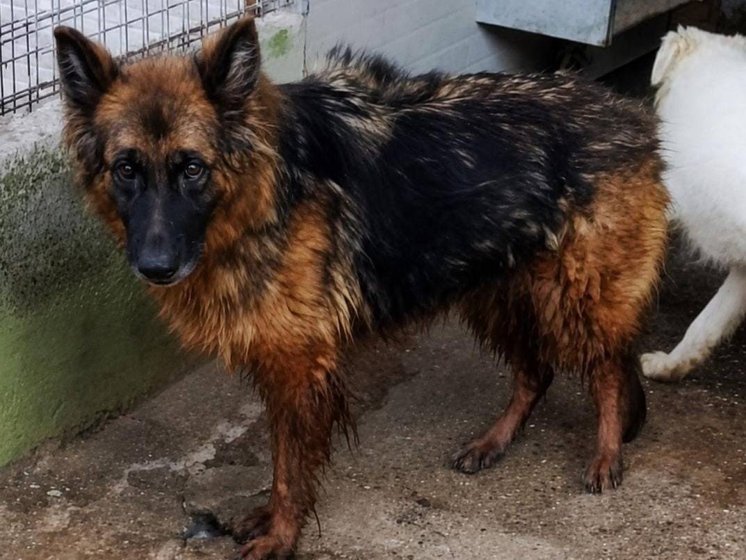 Adotta un cane, femmina, 4 anni e 2 mesi, Cuneo