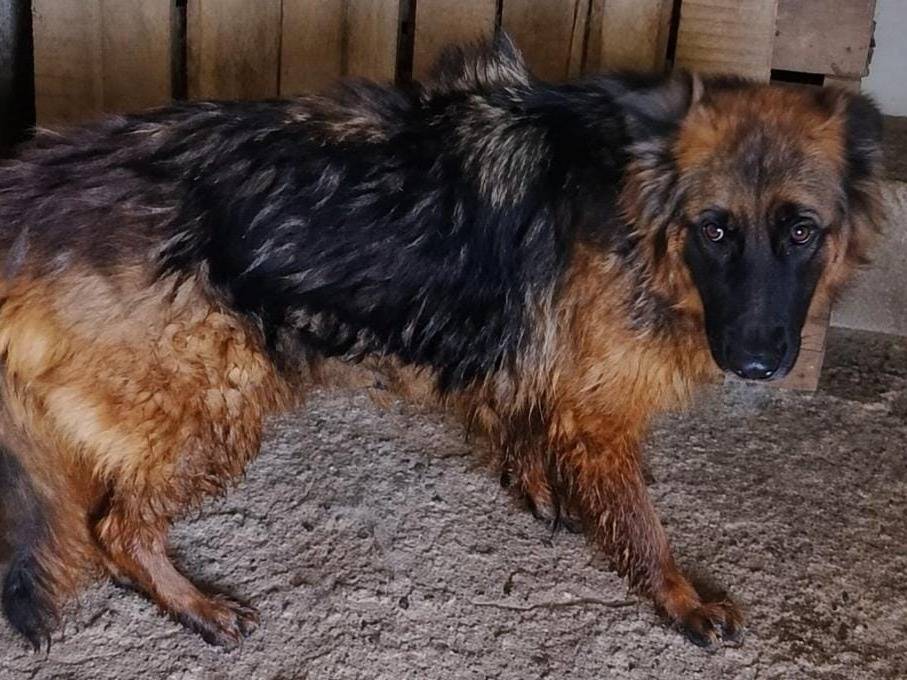 Adotta un cane, taglia grande, femmina, Cuneo