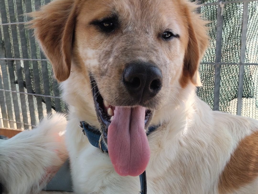 Adotta un cane, maschio, 8 mesi, Vibo