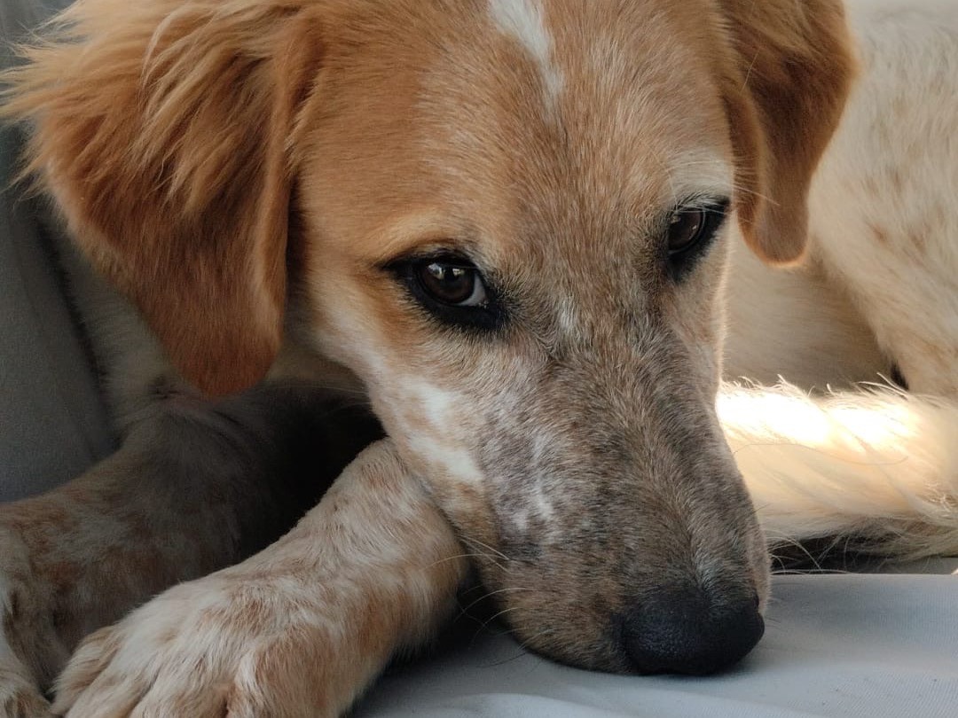 Adozione cane, maschio, Razza sconosciuta Razza sconosciuta, 8 mesi, taglia grande, Vibo