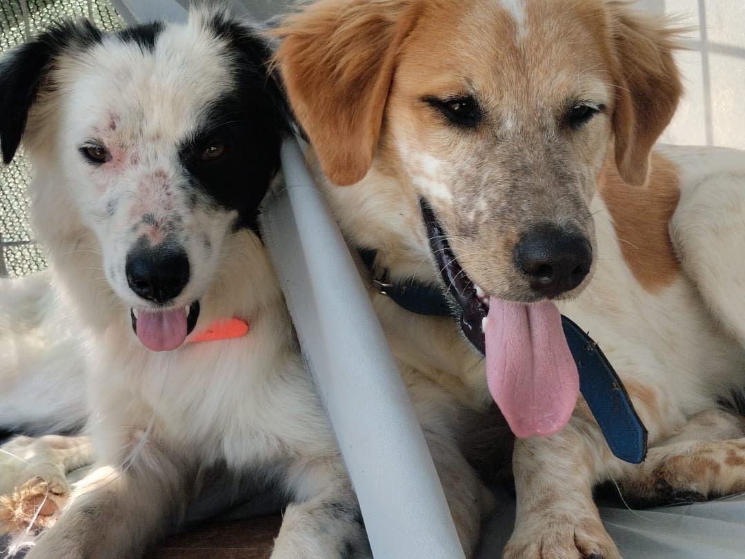 Adotta un cane, taglia grande, maschio, Vibo