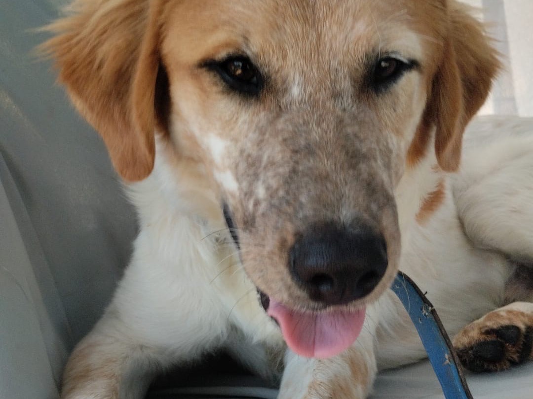 Vuoi adottare un cane a Vibo?