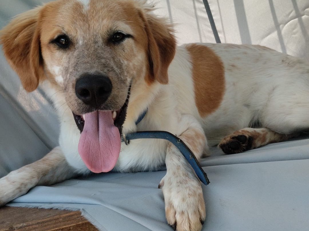 Adotta il cane Bim a Vibo