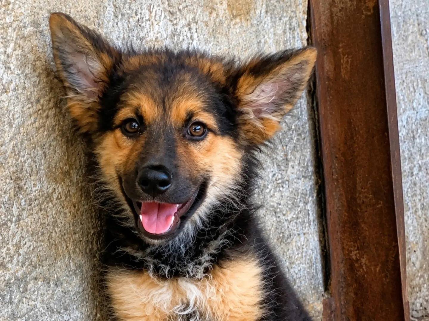 Adozione cane, femmina, Pastore tedesco Razza sconosciuta, 3 mesi, taglia media, Catanzaro