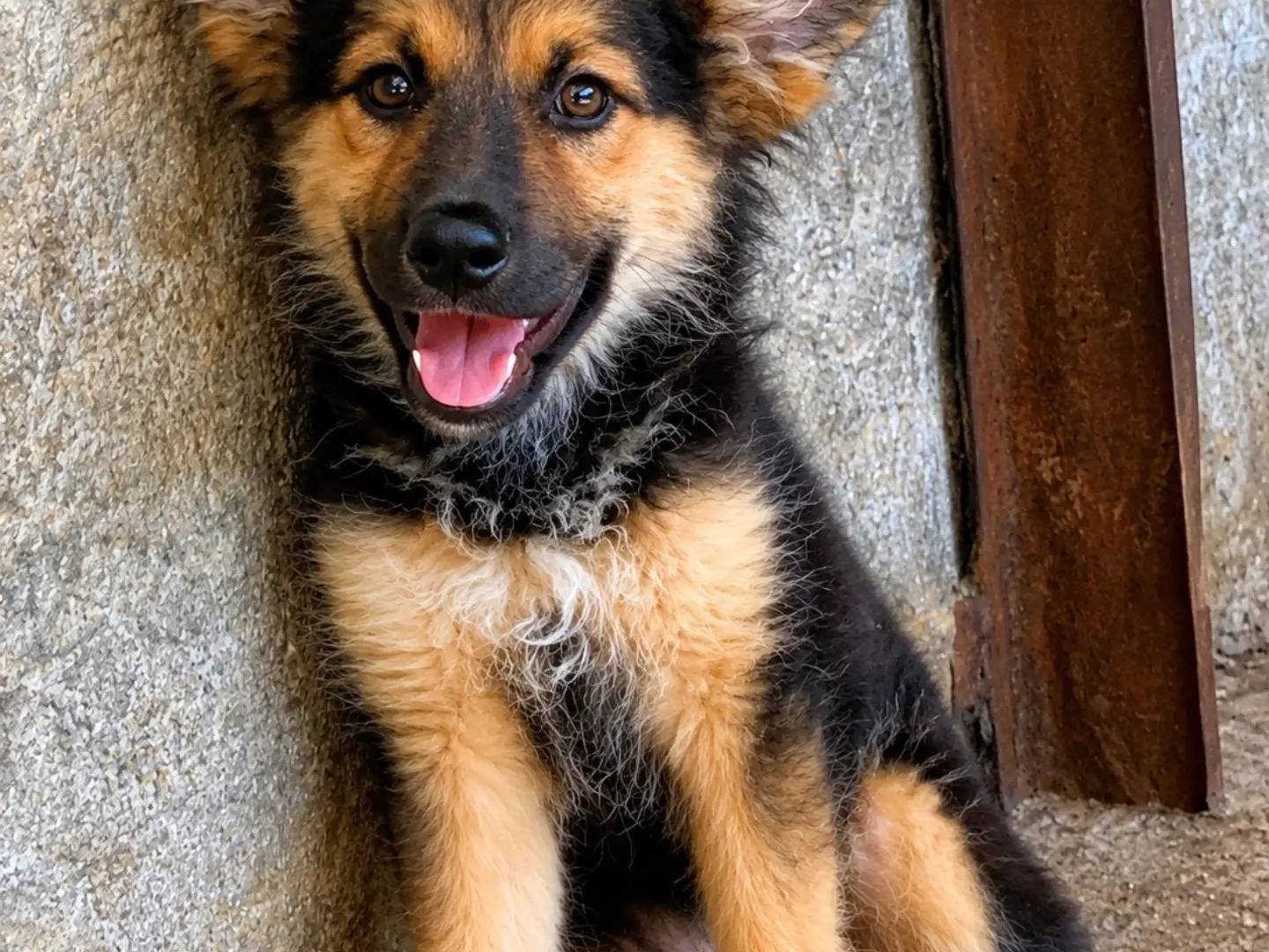 Adotta un cane, femmina, 3 mesi, Catanzaro