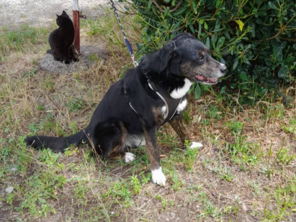 Vuoi adottare un cane a Milano?