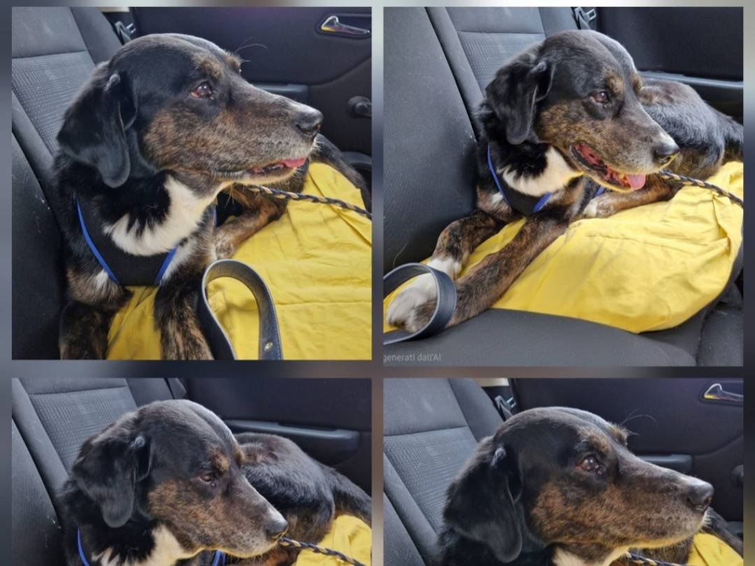 Adotta il cane Loky a Milano
