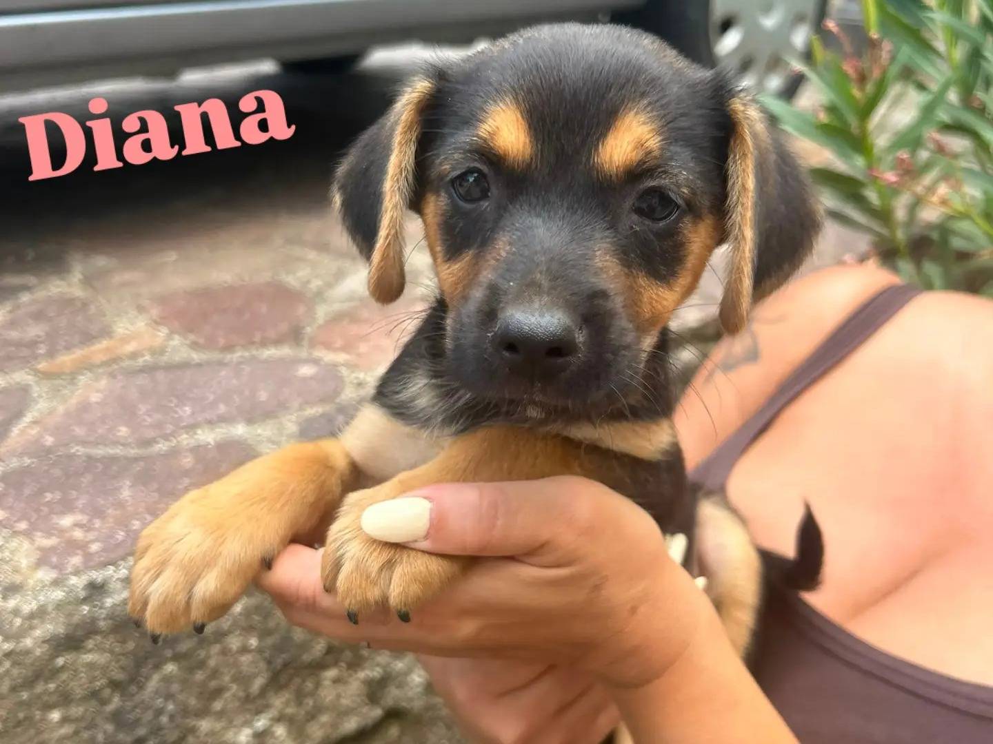 Adozione cane, femmina, Razza sconosciuta Razza sconosciuta, 2 mesi, taglia piccola, Catanzaro