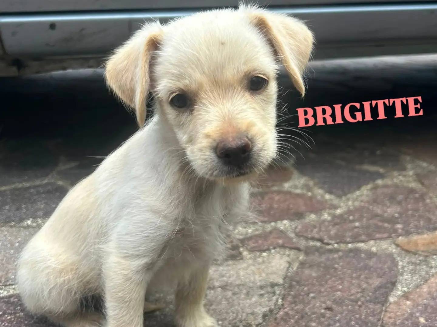 Adotta un cane, femmina, 2 mesi, Catanzaro
