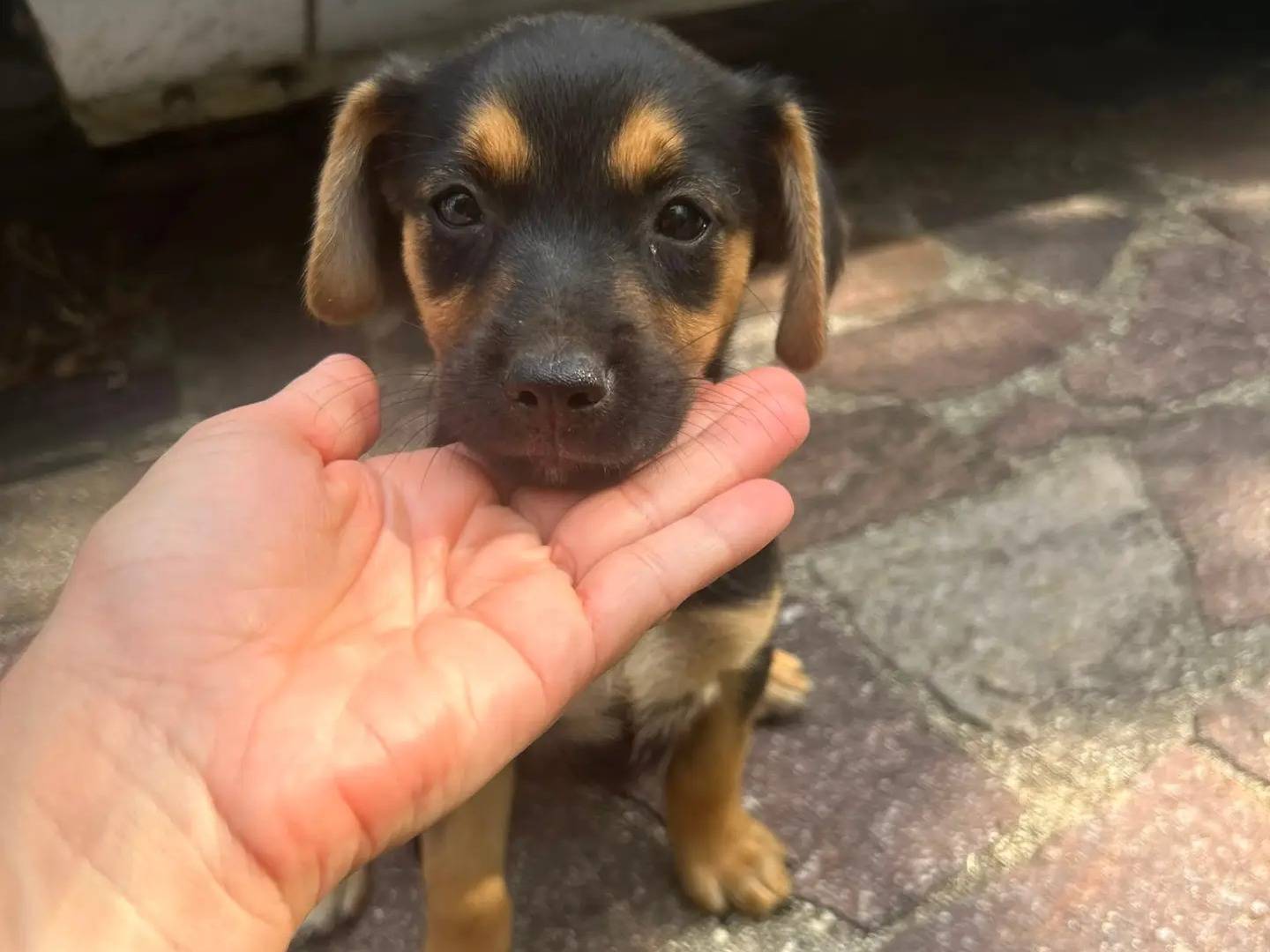Adotta un cane, taglia piccola, femmina, Catanzaro