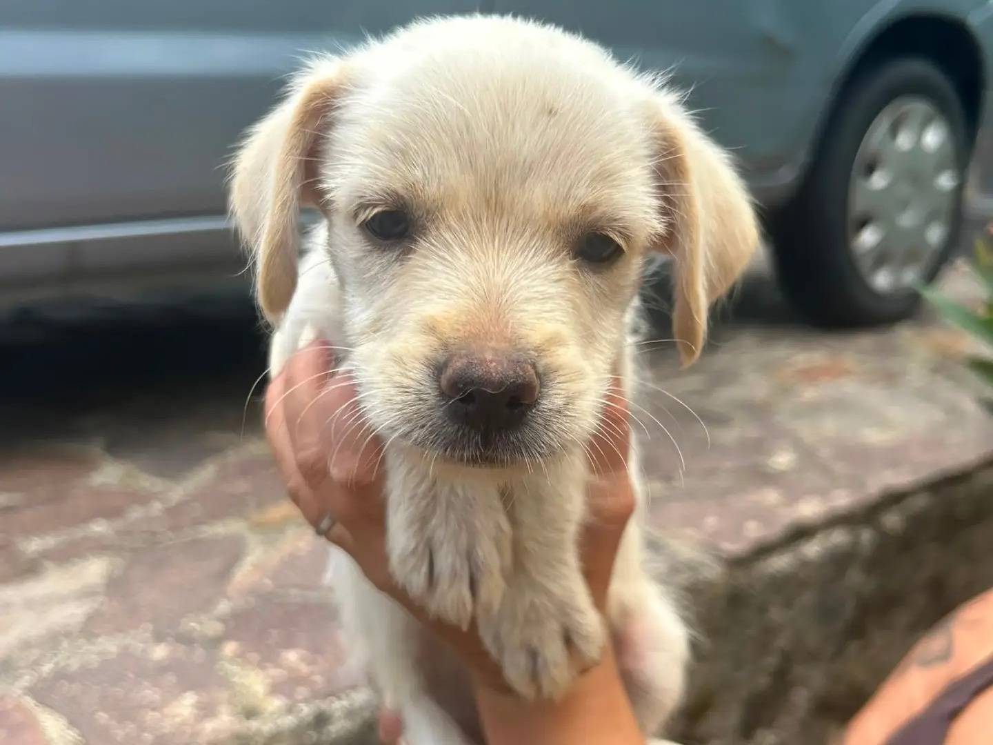 Vuoi adottare un cane a Catanzaro?