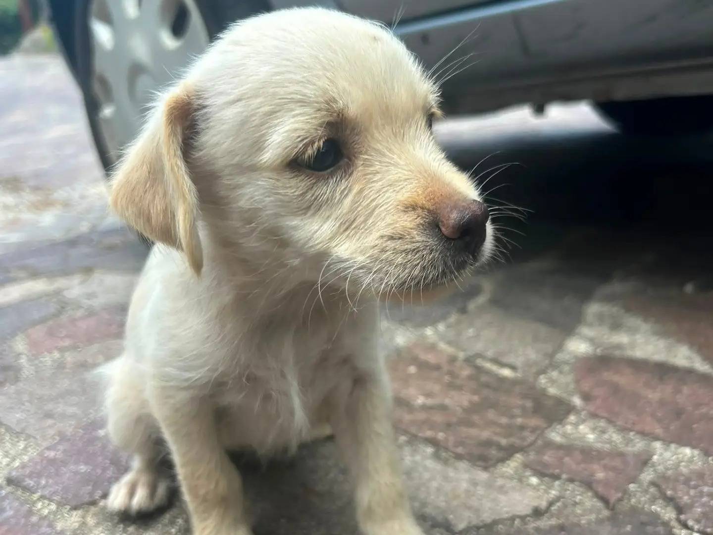 Adotta il cane DIANA e BRIGITTE a Catanzaro