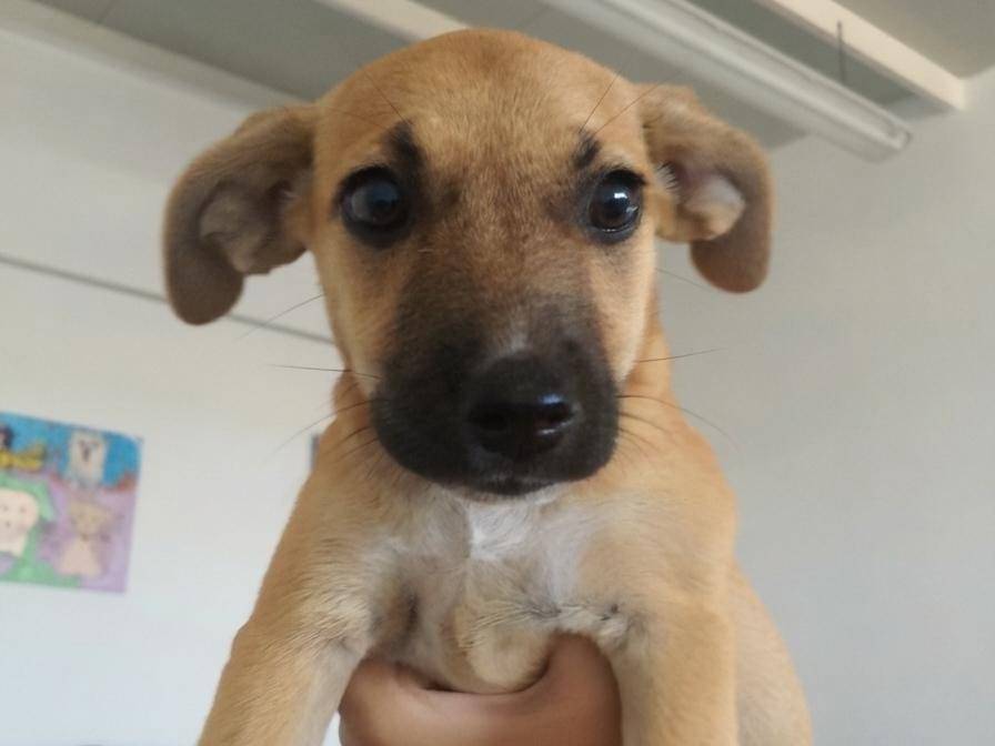 Vuoi adottare un cane a Crotone?
