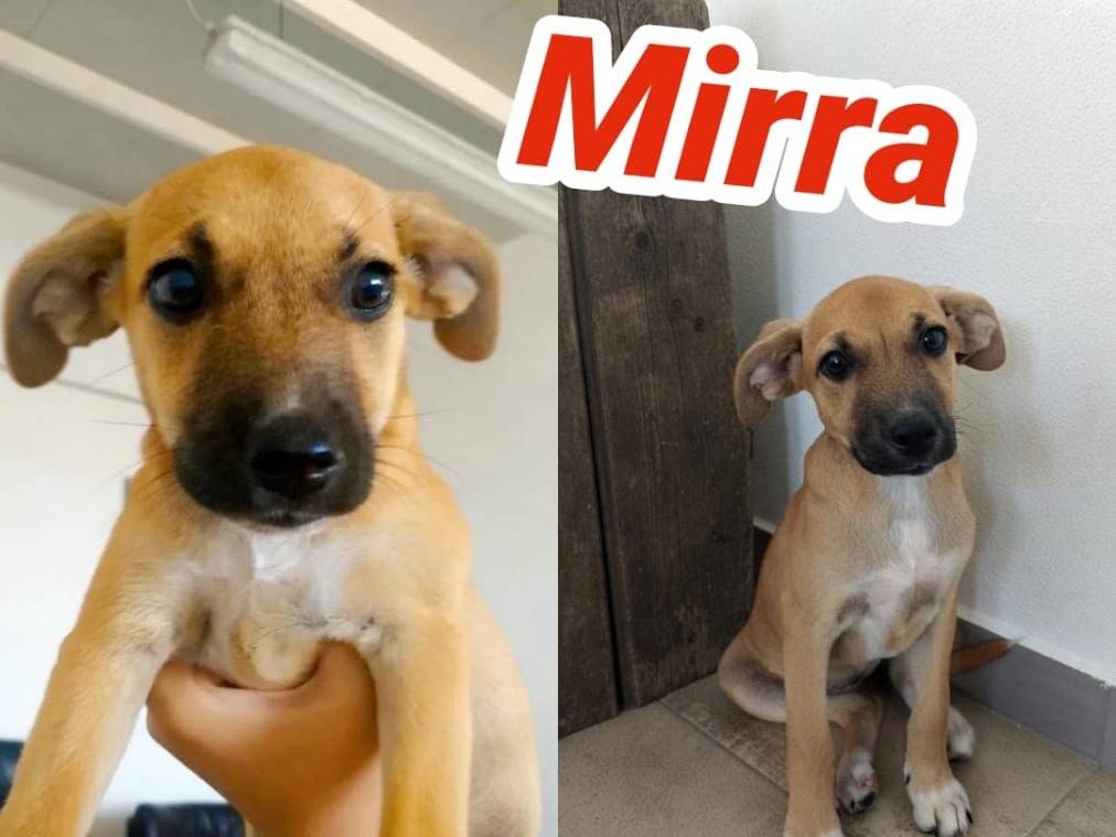 Adotta il cane Mirra a Crotone