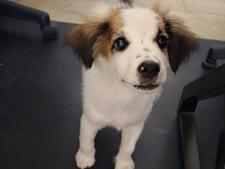 Adozione cane, maschio, Razza sconosciuta Razza sconosciuta, 3 mesi, taglia media, Crotone
