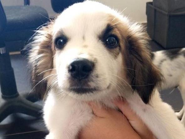 Adotta un cane, maschio, 3 mesi, Crotone