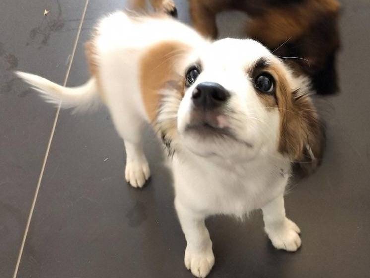 Adotta un cane, taglia media, maschio, Crotone