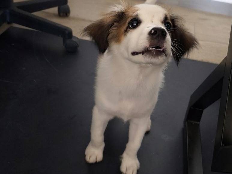 Vuoi adottare un cane a Crotone?