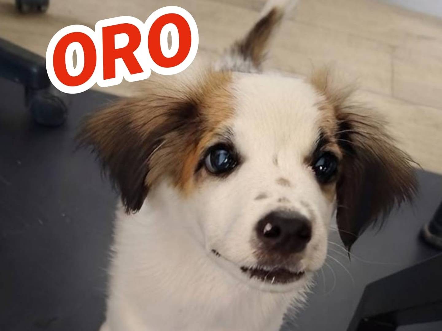 Adotta il cane Oro a Crotone