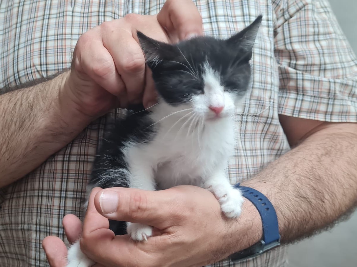 Vuoi adottare un gatto a Trento?