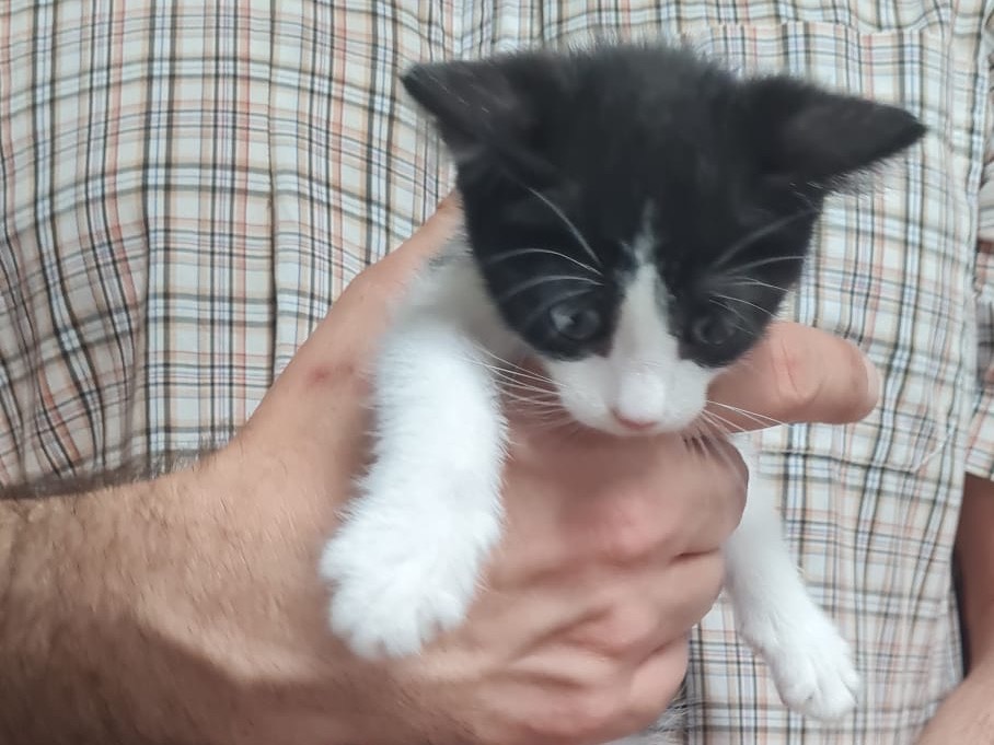 Adotta il gatto Diana a Trento