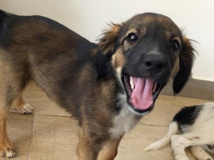 Adotta un cane, maschio, 3 mesi, Crotone