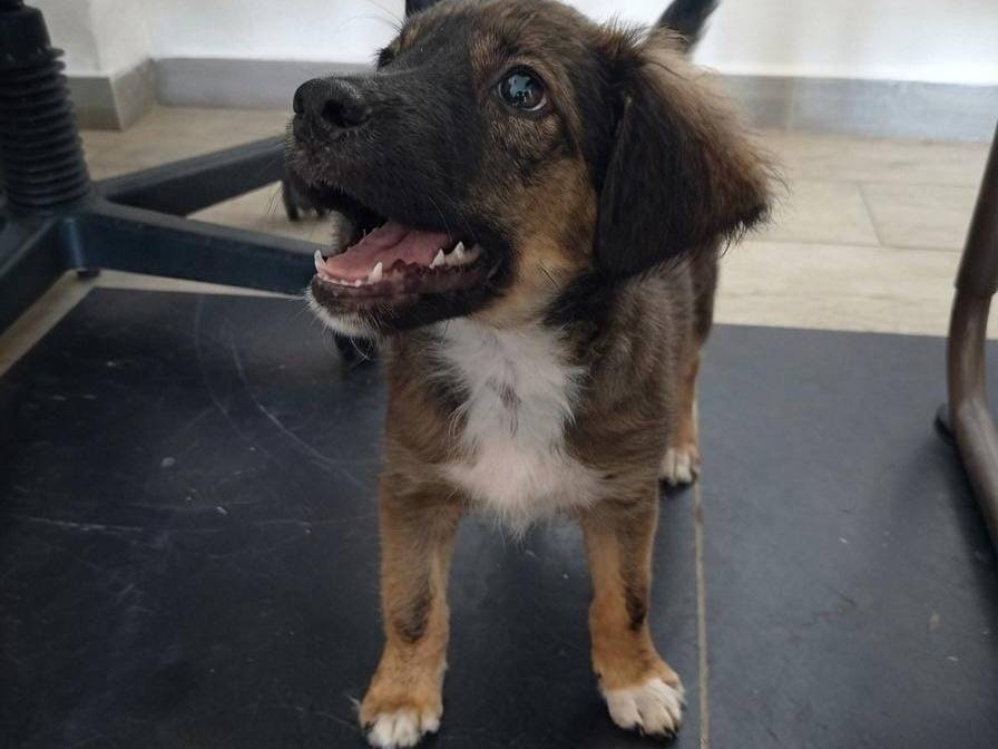 Adotta un cane, taglia media, maschio, Crotone