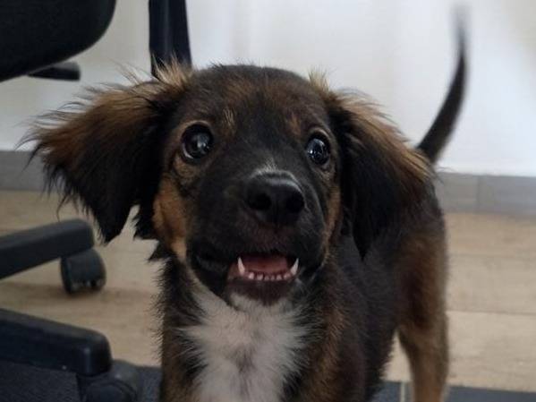 Vuoi adottare un cane a Crotone?