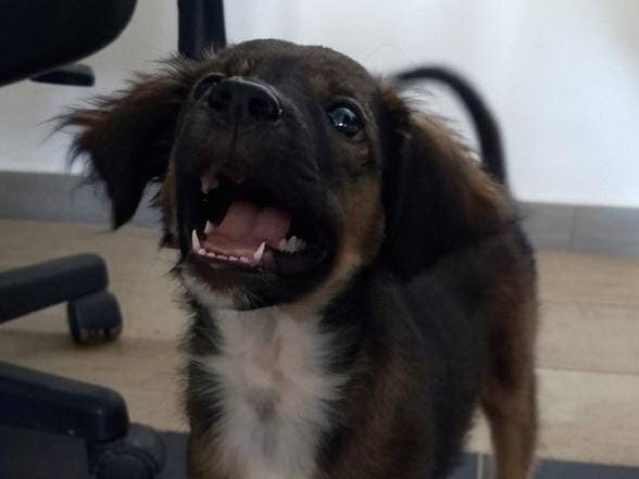 Adotta il cane Incenso a Crotone