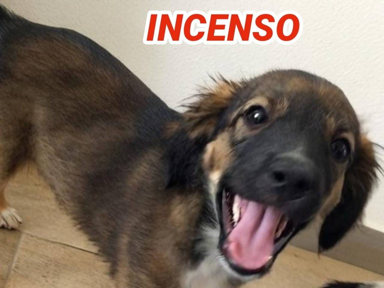 Adozione cane, maschio, Razza sconosciuta Razza sconosciuta, 3 mesi, taglia media, Crotone