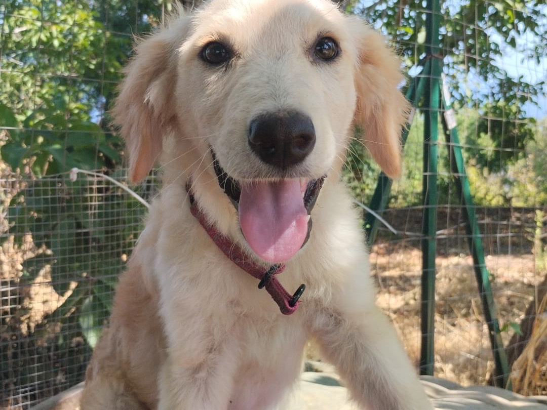 Adozione cane, femmina, Golden Retriever Razza sconosciuta, 3 mesi, taglia media, Vibo