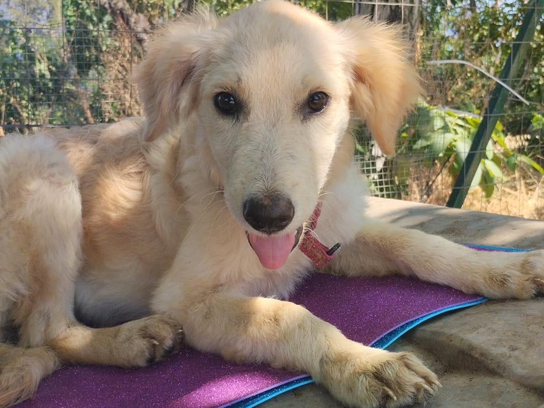 Adotta un cane, femmina, 3 mesi, Vibo