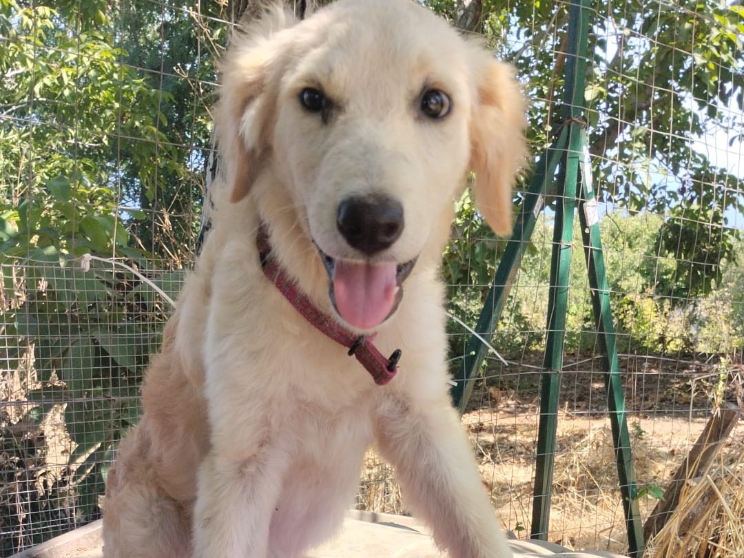 Adotta un cane, taglia media, femmina, Vibo