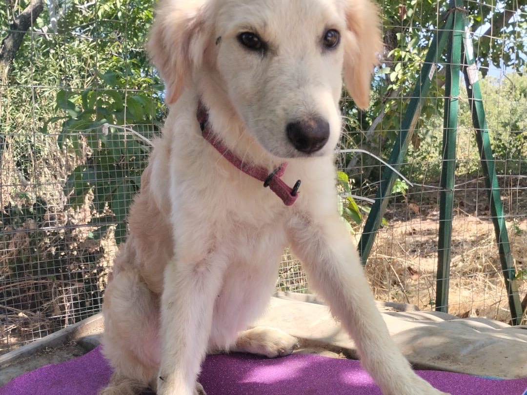 Vuoi adottare un cane a Vibo?