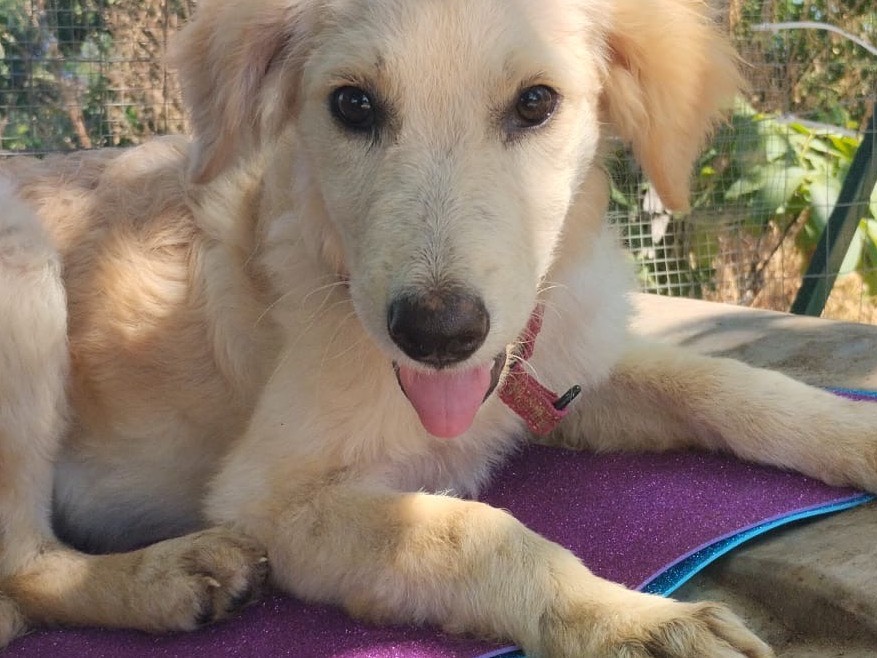 Adotta il cane Alba a Vibo