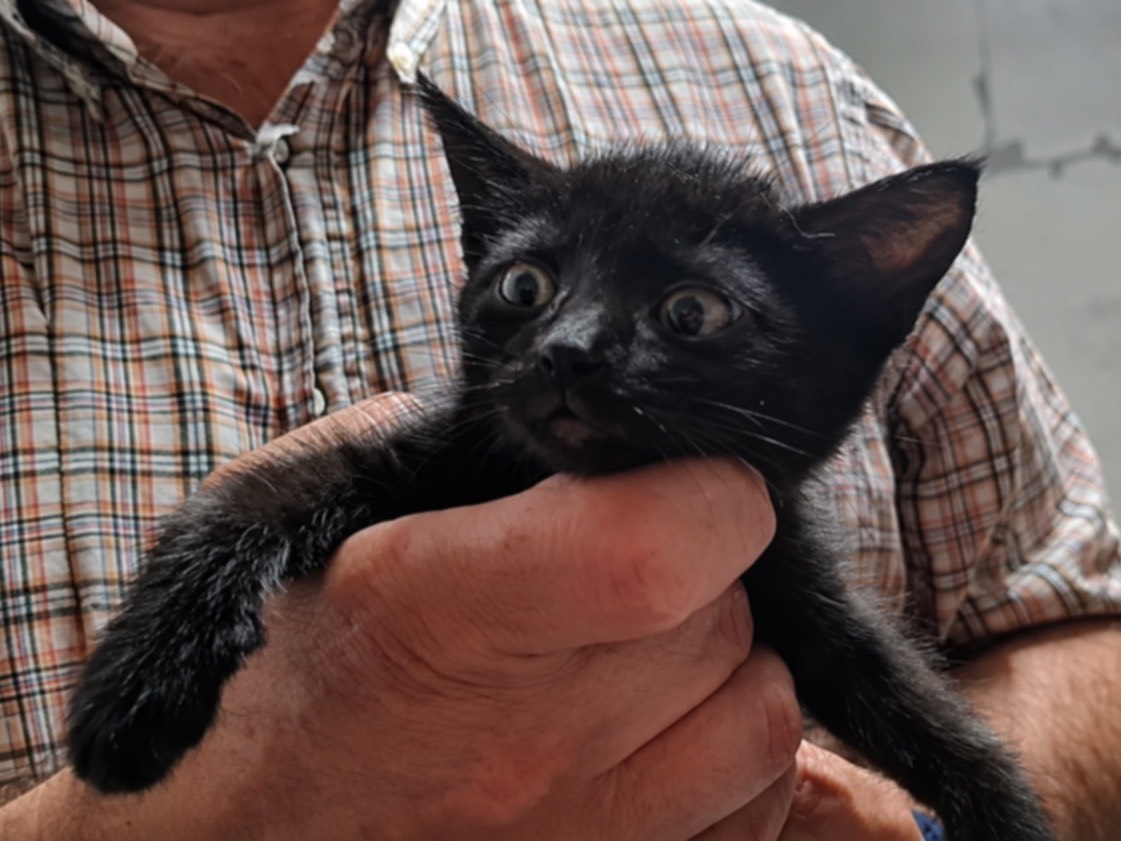 Adotta un gatto, femmina, 2 mesi, Trento