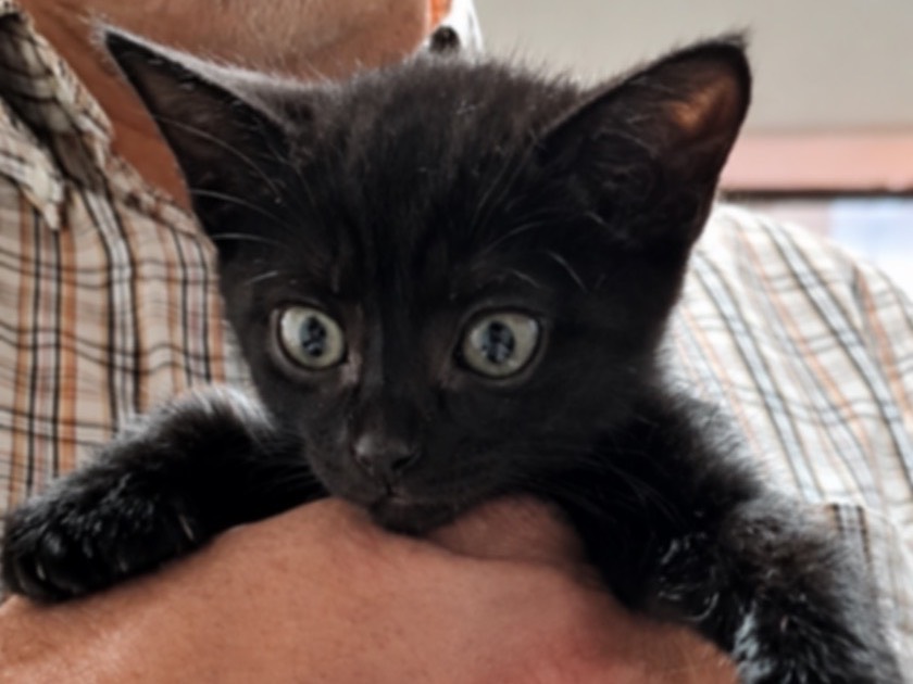 Adotta un gatto, taglia non valida, femmina, Trento