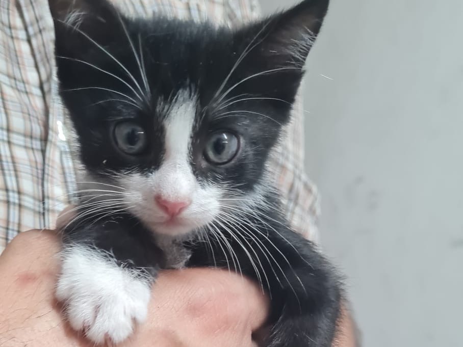 Vuoi adottare un gatto a Trento?