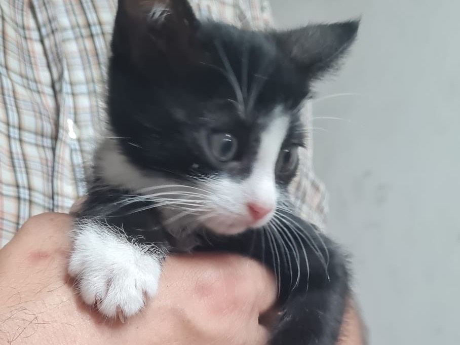 Adotta il gatto Artemis a Trento