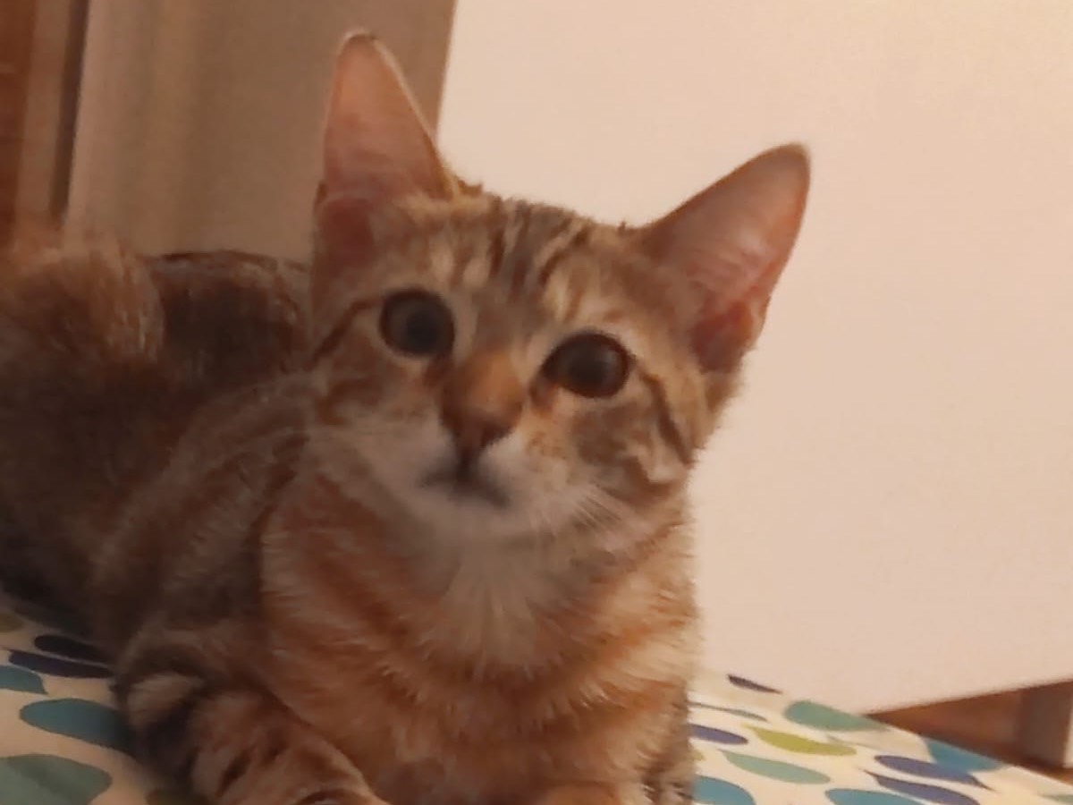 Adozione gatto, femmina, Razza sconosciuta Razza sconosciuta, 4 mesi, taglia non valida, Lucca