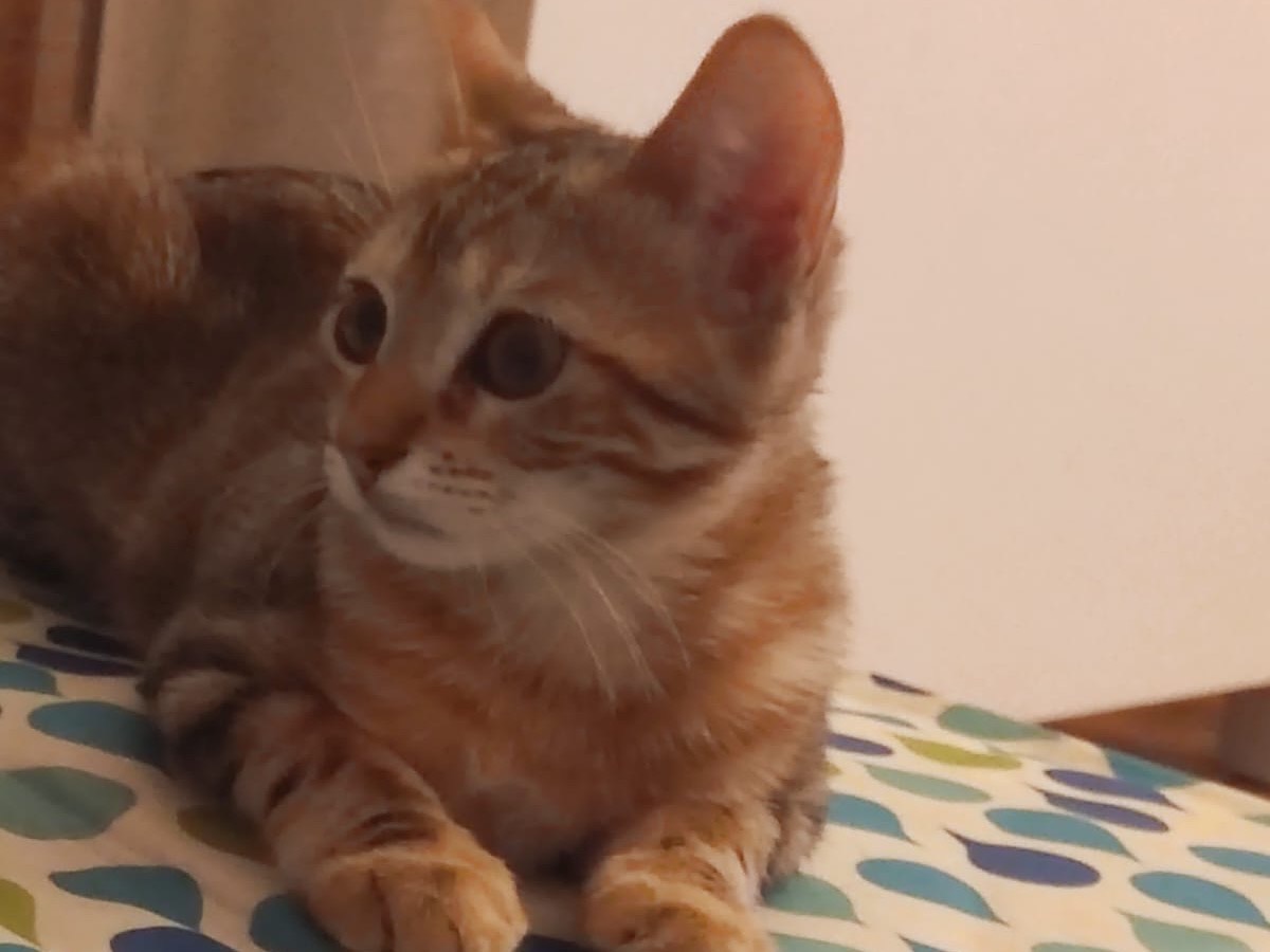 Adotta un gatto, taglia non valida, femmina, Lucca